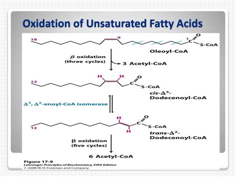 beta oxidation of unsaturated fatty acids|17.2: Oxidation of Fatty Acids .